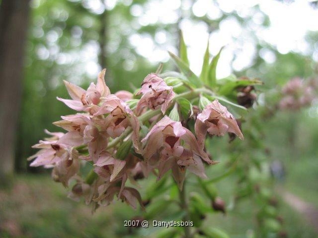Epipactis Helleborine